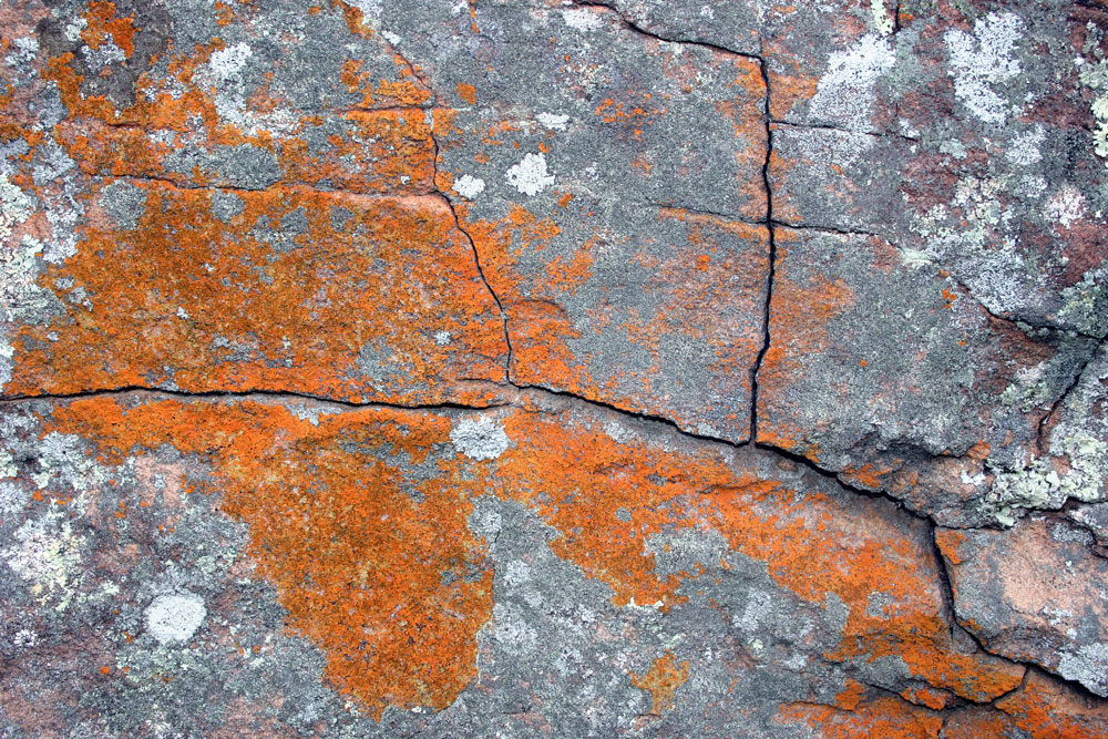 lichen4